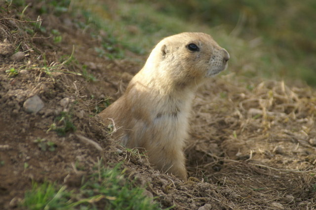 Life in the Grassland | Ask A Biologist